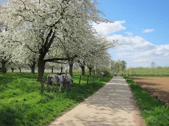 BALADE DANS LES VERGERS EN FLEURS