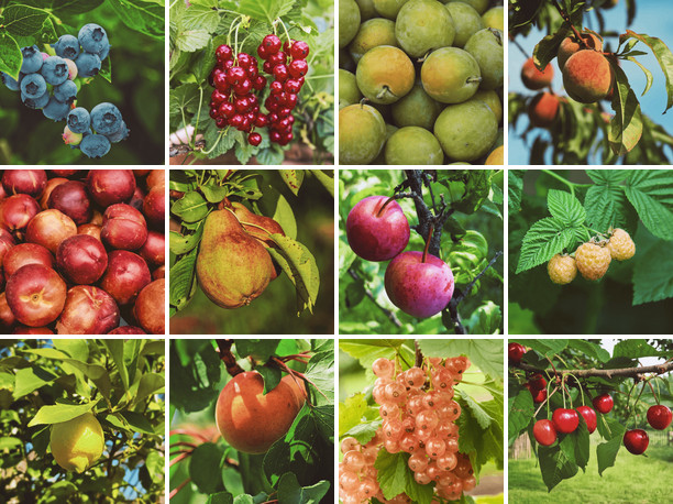 Jardin d'Eve, magnifique forêt jardin en permaculture